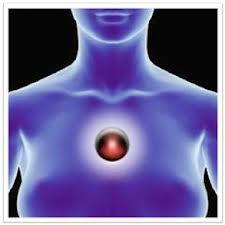 timo3 El timo o la glándula de la felicidad