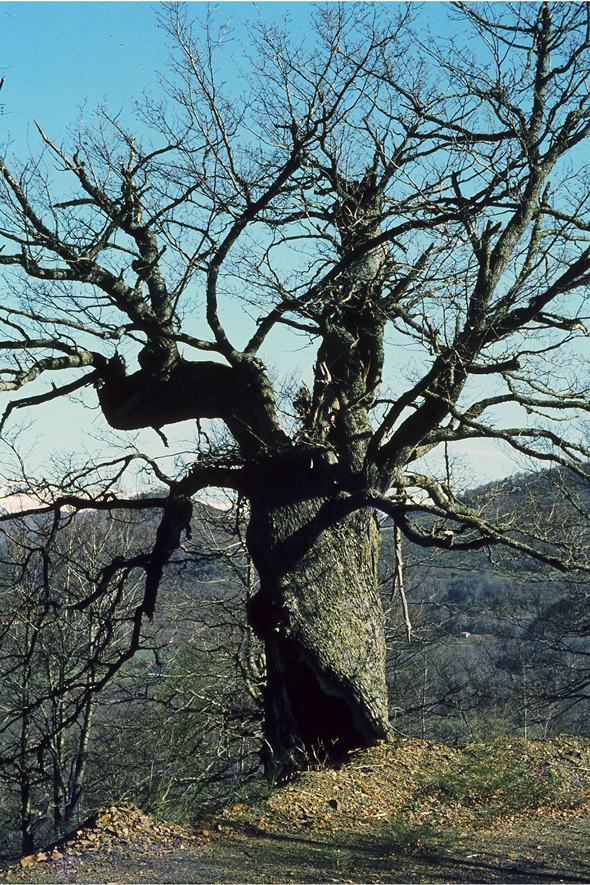 La sabiduría de los pueblos