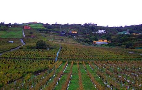 Vino tinto El ciruelo, del valle de la Orotova de Tenerife