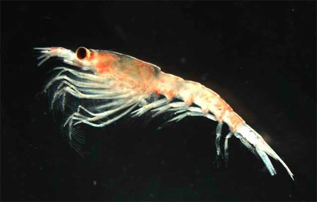krill antártico