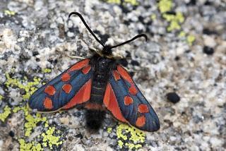 Para ampliar Zygaena anthyllidis (Boisduval, 1828) hacer clic