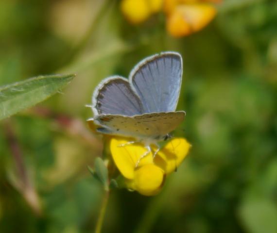 Naranjitas rabicorta