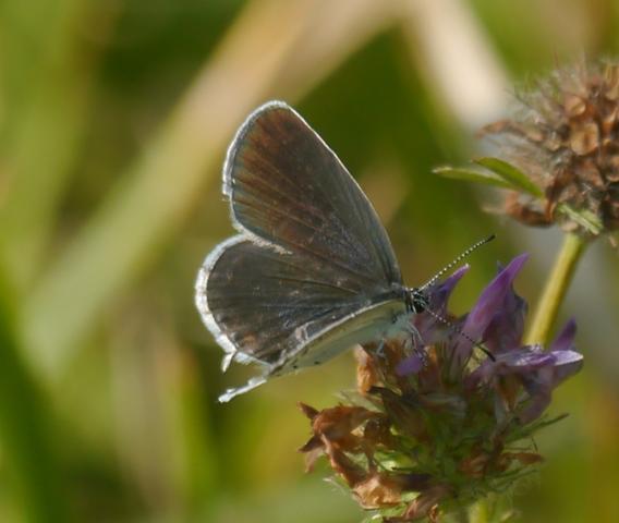 Naranjitas rabicorta