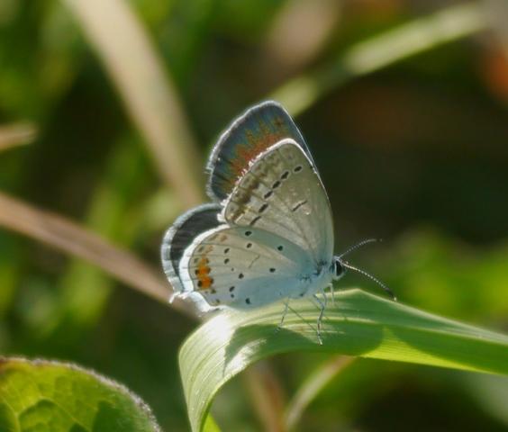 Naranjitas rabicorta