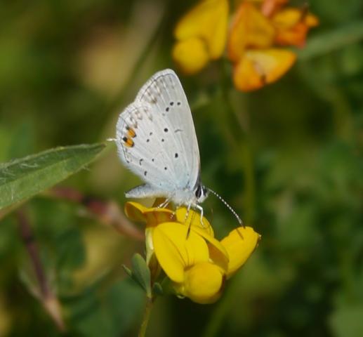 Naranjitas rabicorta