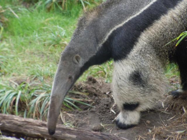 ¿Por qué los osos hormigueros gigantes tienen osos pandas en sus patas?