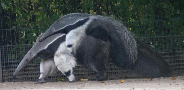 ¿Por qué los osos hormigueros gigantes tienen osos pandas en sus patas?