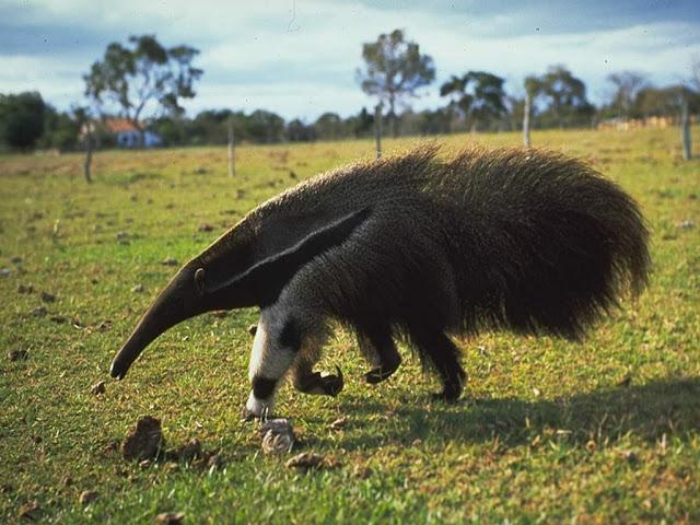 ¿Por qué los osos hormigueros gigantes tienen osos pandas en sus patas?