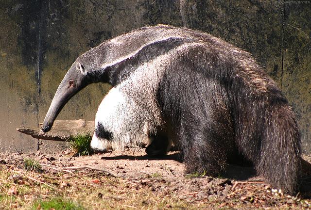 ¿Por qué los osos hormigueros gigantes tienen osos pandas en sus patas?