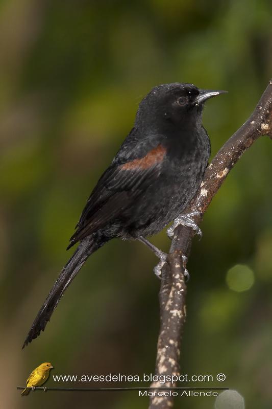Boyerito (Epaulet oriole) Icterus cayanensis