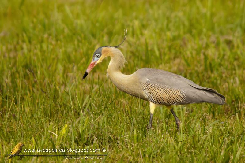 Chiflón (Whistling Heron) Syrigma sibilatrix
