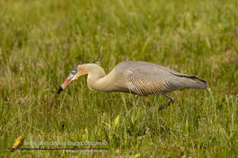 Chiflón (Whistling Heron) Syrigma sibilatrix