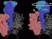 Máquinas rotativas, analogías distribución filogenética