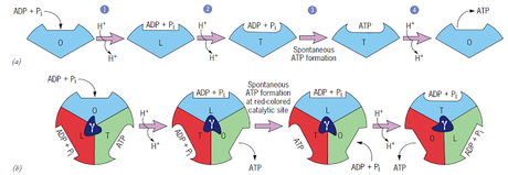 Mecanismo de enlace y cambio para la síntesis de ATP de la mitocondria