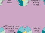 Mecanismo enlace cambio para síntesis mitocondria