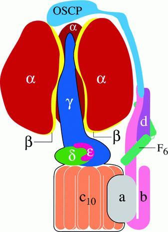 Síntesis rotativa de ATP en la mitocondria