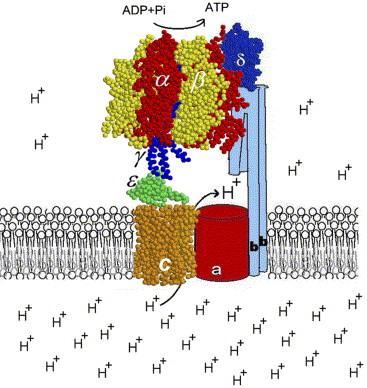 Introducción a la formación de ATP en la mitocondria