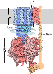 Síntesis de ATP en la mitocondria