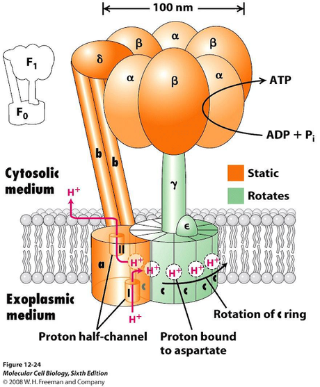 Estructura de la ATP sintetasa