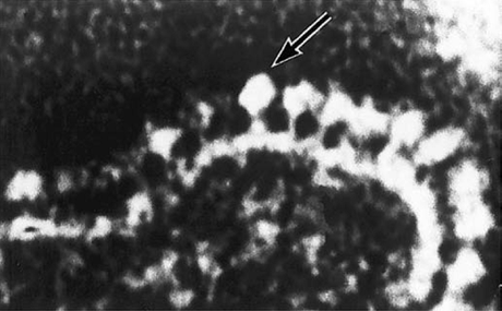 Maquinaria para la síntesis de ATP Maquinaria para la síntesis de ATP