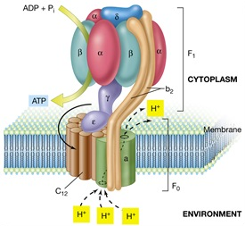 Maquinaria para la síntesis de ATP