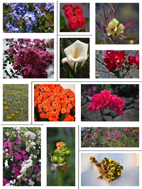 Flores_para_el_fin_de_semana_ObeBlog_01