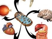 Enfermedades asociadas funcionamiento anormal mitocondria peroxisomas