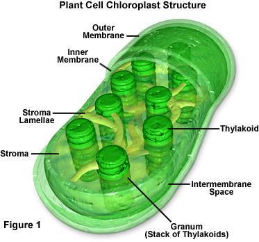 La fotosíntesis, el cloroplasto y las bacterias fotosíntéticas