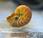 Nacimiento adorable bebé nautilus