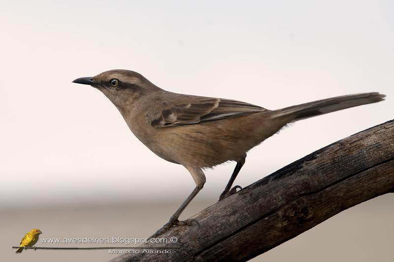 Calandria grande (Chalk-browed Mockingbird) Mimus saturninus