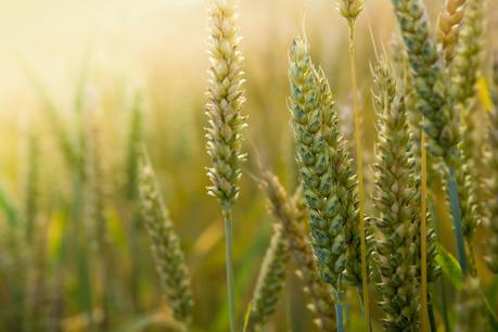 Cuidado Natural de la Piel: Desintoxícate (I)