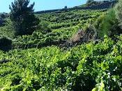 Enoturismo III: Viticultura Heroica