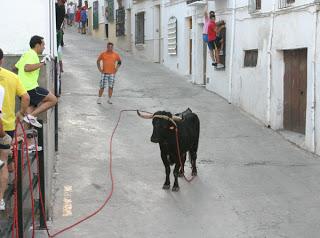 EL TORO DE CUERDA, PROTAGONISTA INDISCUTIBLE EN CARCABUEY