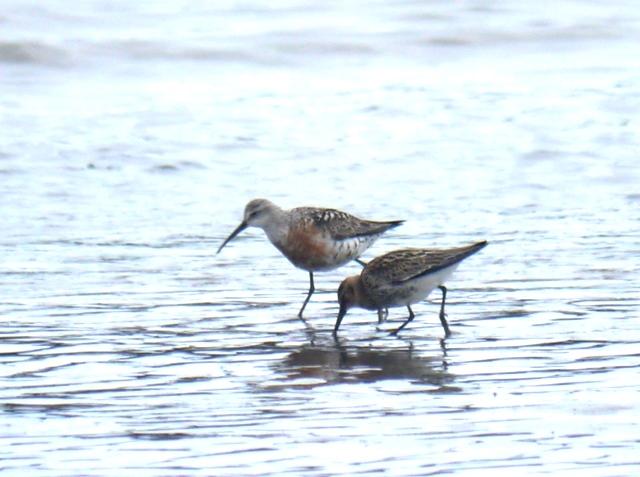 El zarapitín pone la nota de color