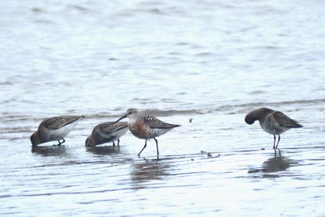 El zarapitín pone la nota de color