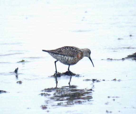 El zarapitín pone la nota de color