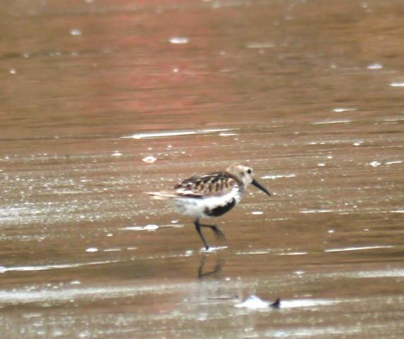 El zarapitín pone la nota de color