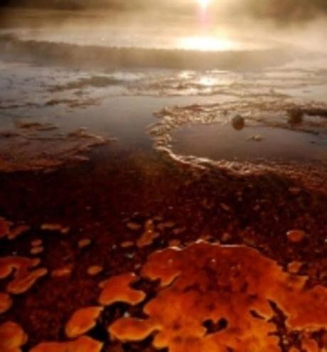 Introducción a la evolución de la fotosíntesis