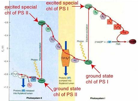 El fotosistema II, parte 2