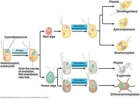 Los cloroplastos en las algas Los cloroplastos en las algas