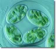 Los cloroplastos en las algas