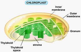Membranas del cloroplasto