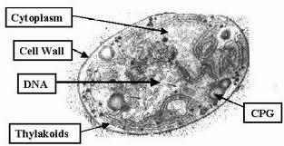 Introducción a los cloroplastos y las cianobacterias