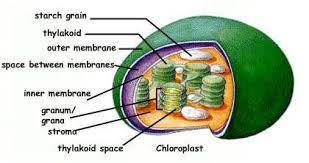 Introducción a los cloroplastos y las cianobacterias
