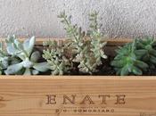 Cajas vino para plantas