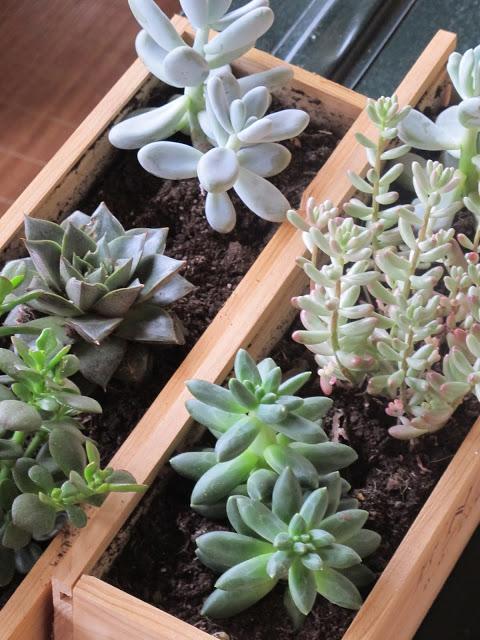 Cajas de vino para mis plantas