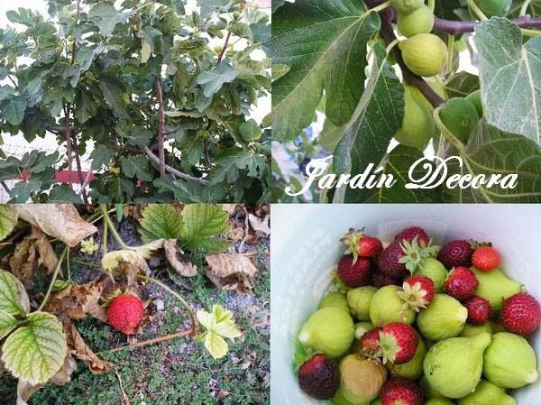 el-huerto-en-agosto-higos-y-fresas