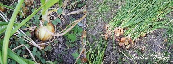 el-huerto-en-agosto-cebollas
