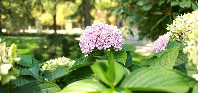 Jardines de Cecilio Rodríguez y new look