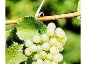 Chardonnay
